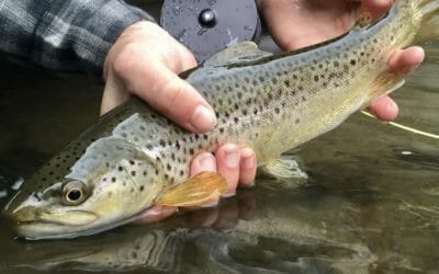 Summer Time Brown Trout