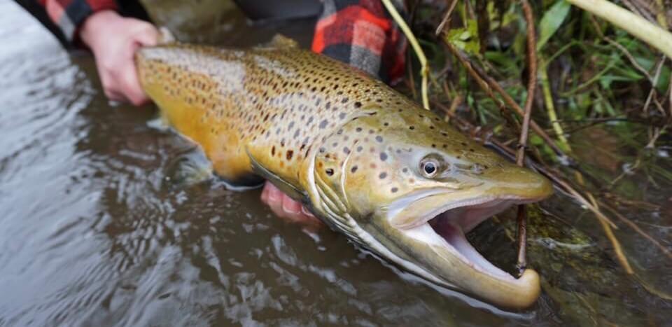 New Zealand World Record Brown Trout - Fly Fisherman